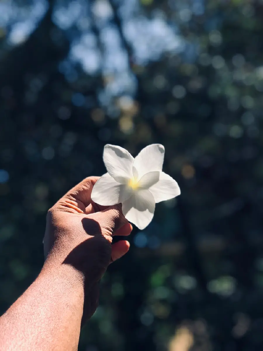 Beautiful white flower in hand suitable for wallpaper