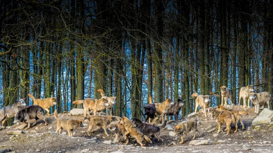 The highest quality picture of a colorful pack of wild wolves 2022
