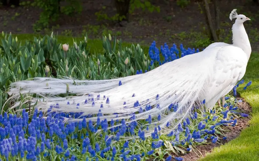Download fresh stock photo of a white peacock among blue flowers