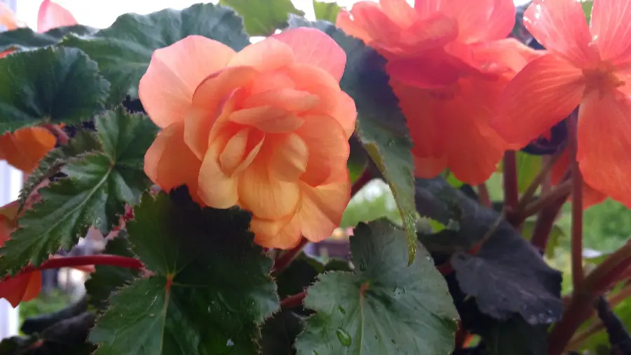 Download stock photo of begonia flowers with raindrops on its leaves