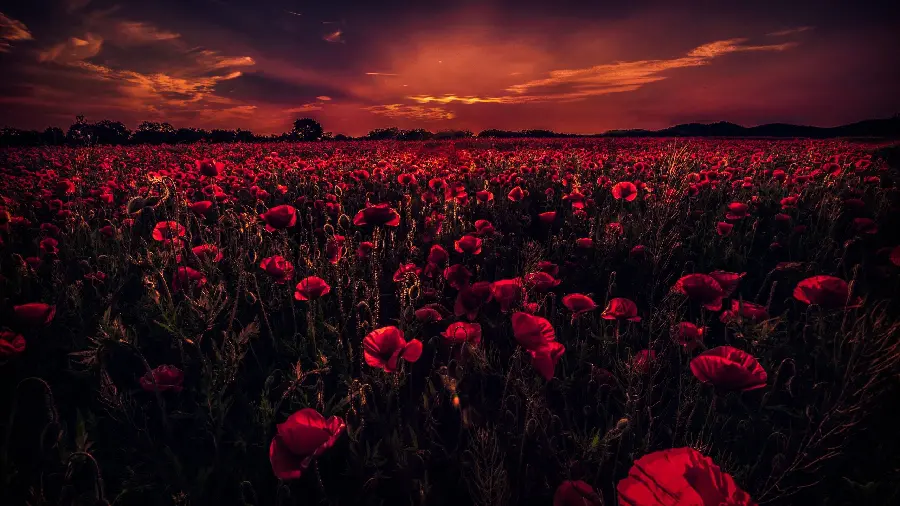 Creative fantasy photo of red wild poppies Wild Red Poppy