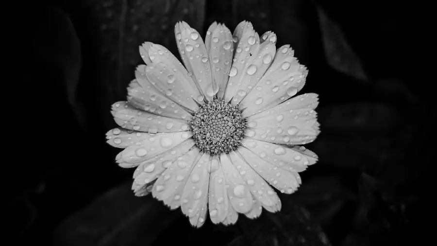 Dreamy background photo of a well-shaped flower with a black and white theme for your desktop