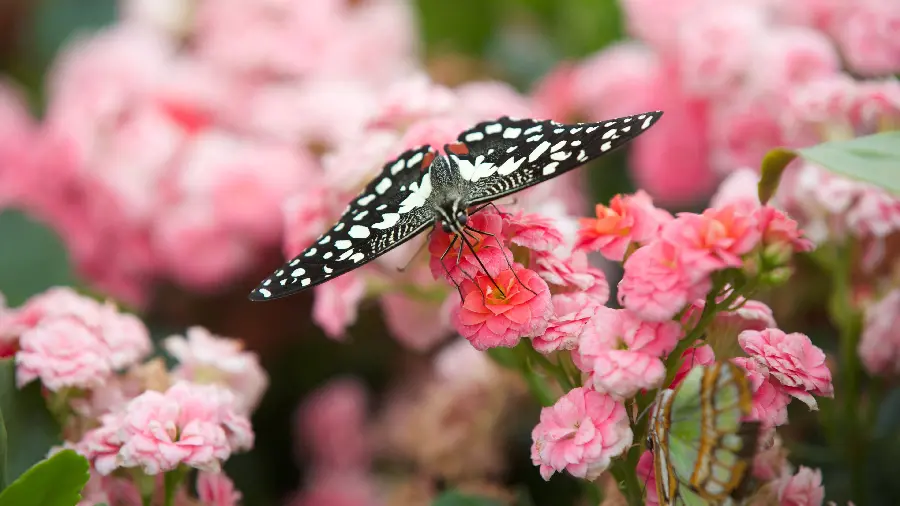Black and white butterfly wallpaper on pink flower in HD quality