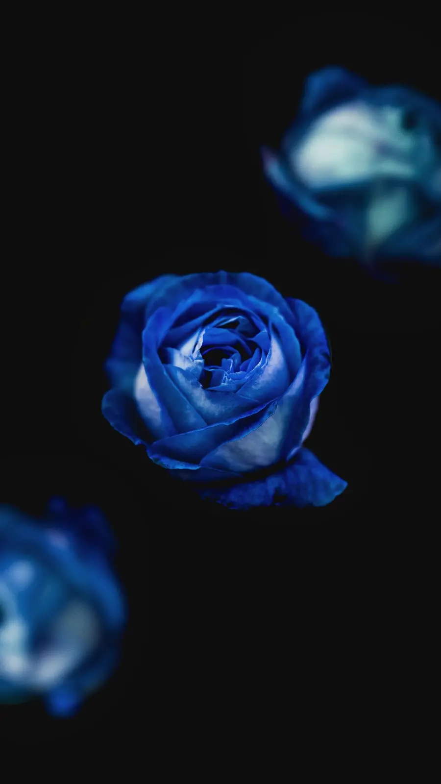 Dark mobile background with blue rose design for Samsung and Xiaomi