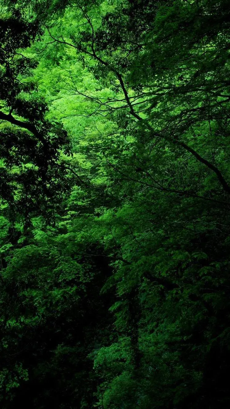 Download the view of the green and dark forest nature in an attractive artistic frame 