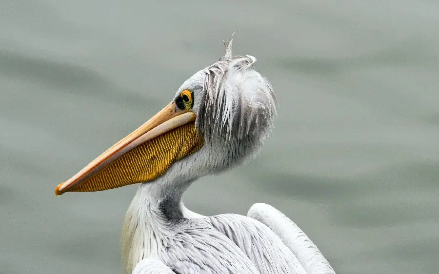 Wallpaper of an old, tired gray pelican floating in the water