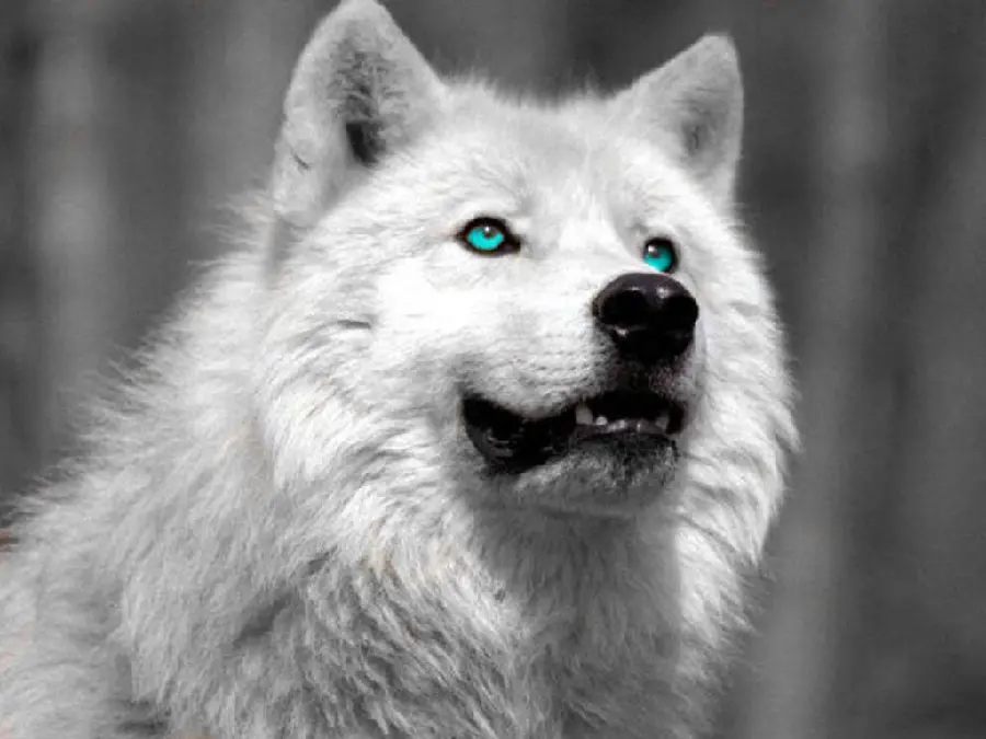 The strangest white wolf background with piercing and scary eyes