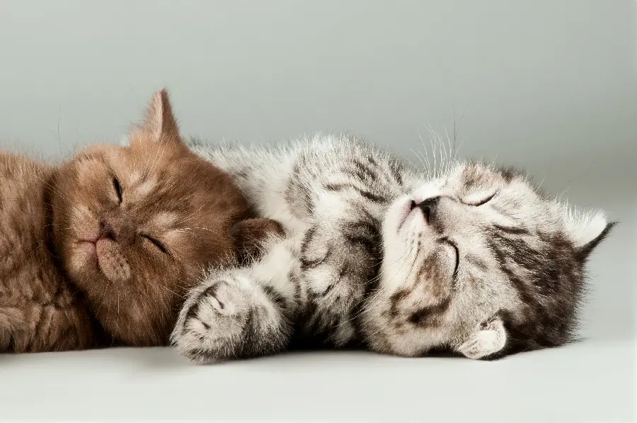 The most beautiful photo of beautiful and sleepy cats for your profile