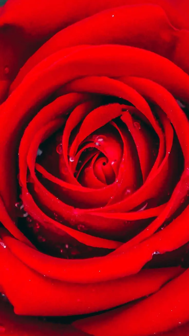 Close-up and desirable view of a spectacular red rose for your profile