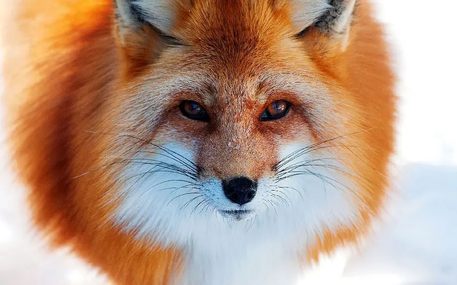 The most special wallpaper of a fox with very beautiful eyes in FUII HD quality