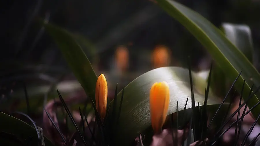 Background of small orange flower buds in an artistic frame