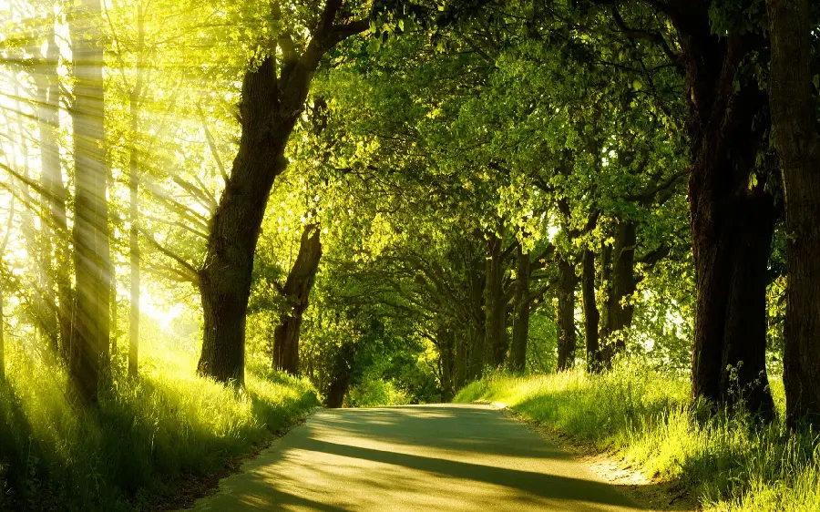Free Photo Download Stock Forest Road with Lovely Sunlight