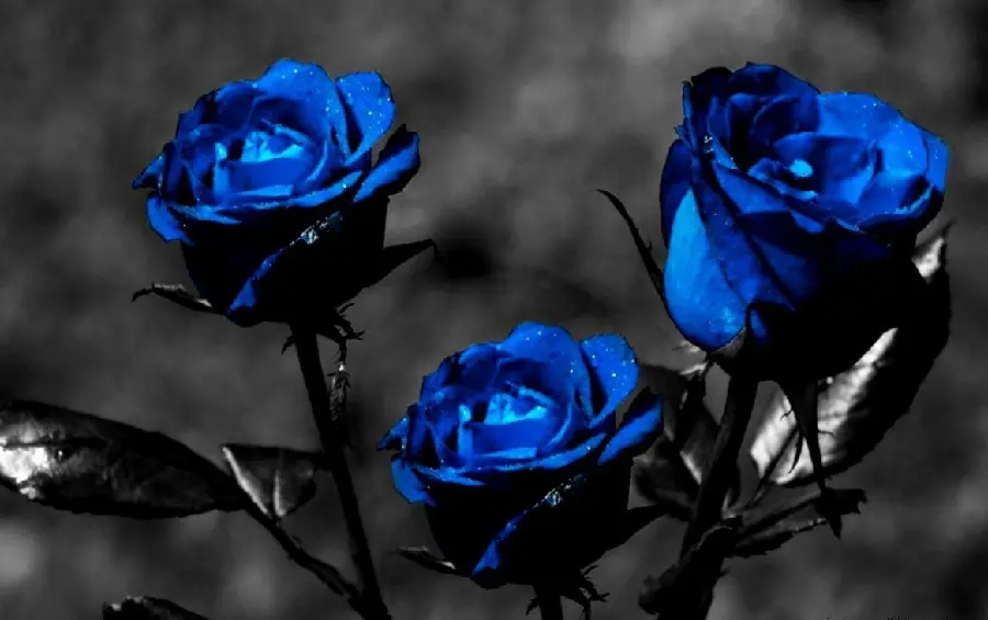New wallpaper of blue rose Full HD quality 