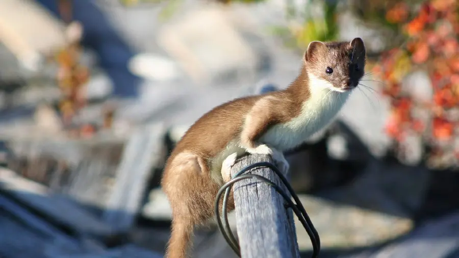A cute photo with a blurry background of a bloodthirsty weasel sitting on a piece of black wood
