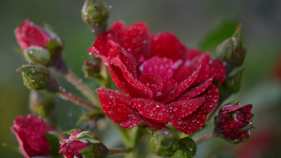 Magical and masterpiece wallpaper of roses for computer