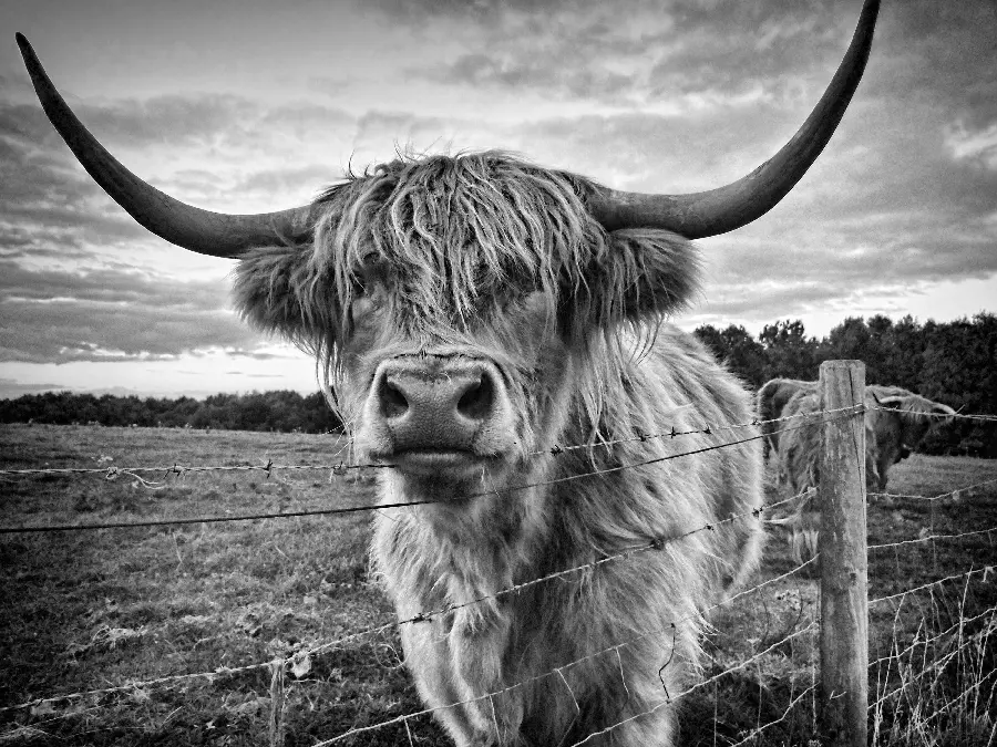 Black and white photo of buffalo with long branches