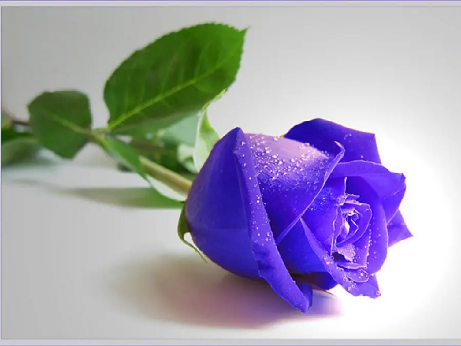 Amazing stock photo of a purple rose branch with tiny drops of dew growing on a tablet
