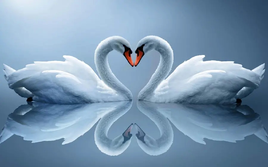 Download Dreamy Photo of Making a Heart with Two Heads of Loving White Swans 8k
