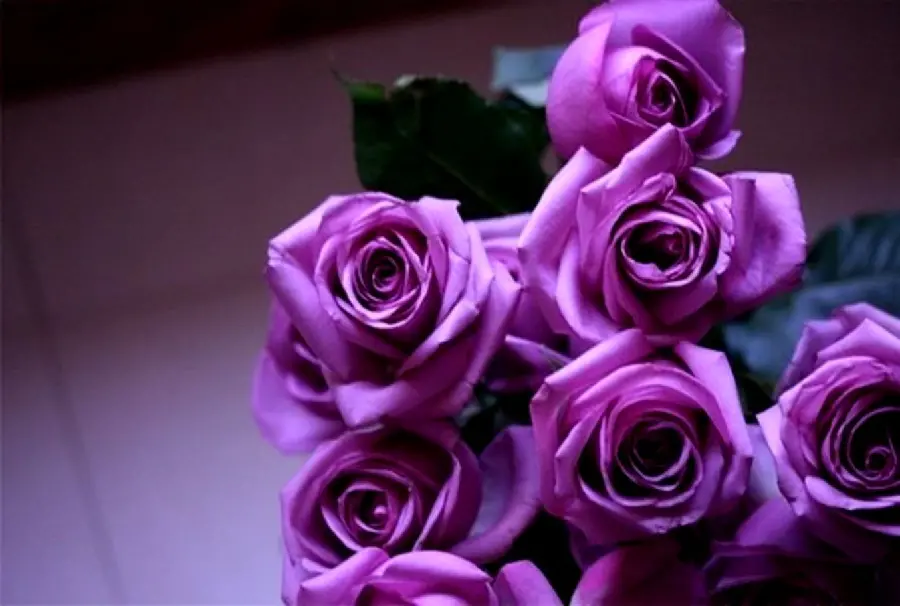 Download Bright Image of a Bunch of Purple Roses with Green Leaves Dark