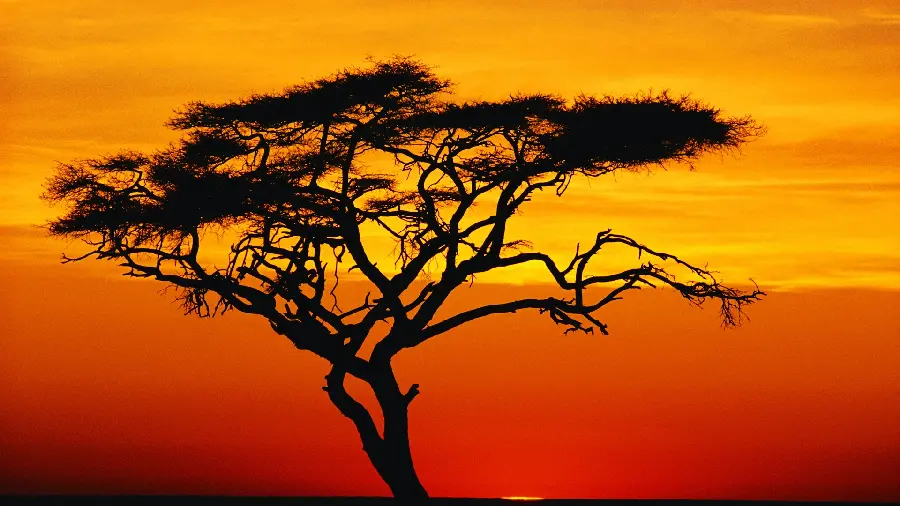 Download a two-color vector of a lonely tree in nature and a photo of an orange and yellow landscape behind the tree