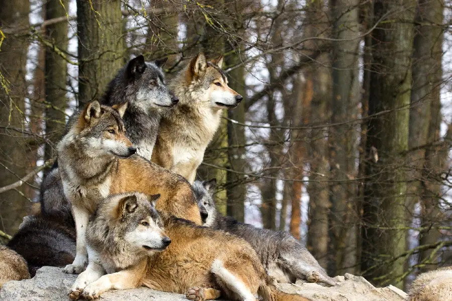 Special View of Mighty Wolf Pack in Big Forest