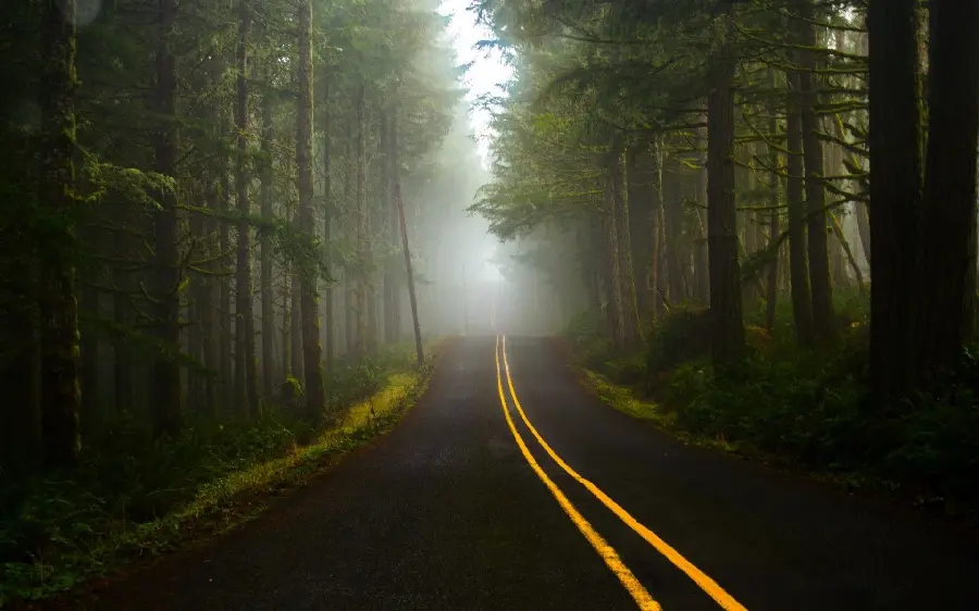 Unique stock photo of forest road with special dark green theme