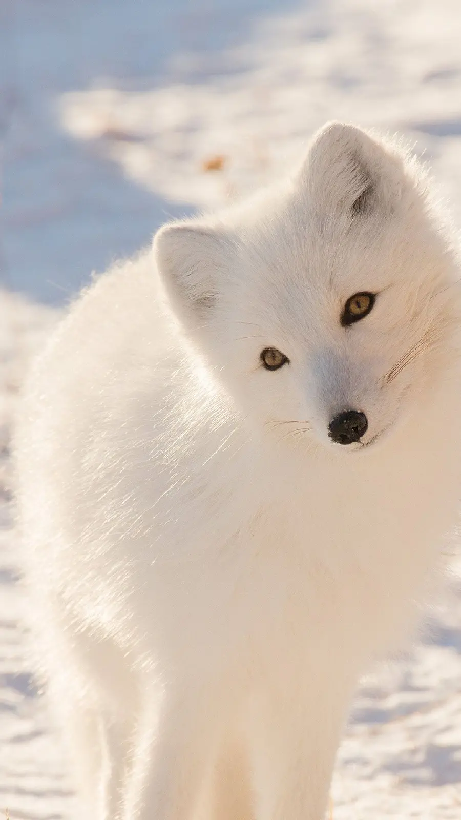 Beautiful white arctic fox image suitable for background