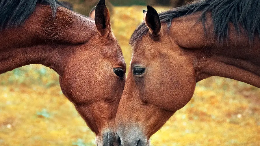 Romantic background of two magnificent brown horses together 