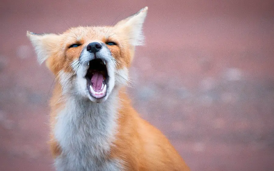 Angry and skinny fox howling wallpaper