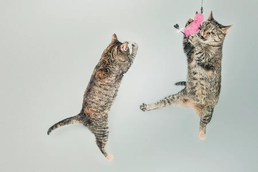 The highest quality background of the game of beautiful cats together