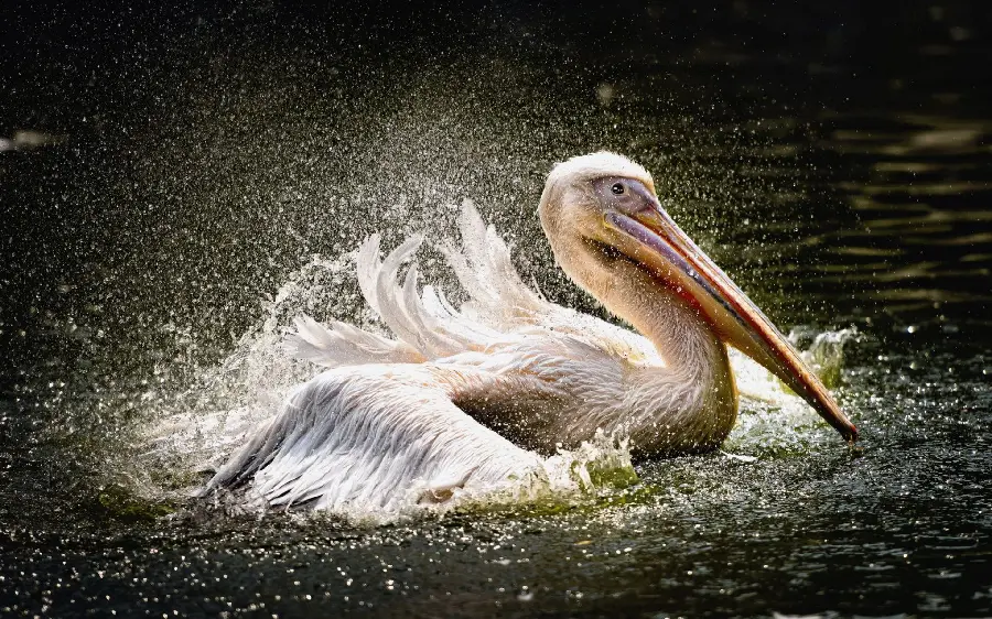 A profile photo of a pelican swimming in the water with water droplets scattered around it