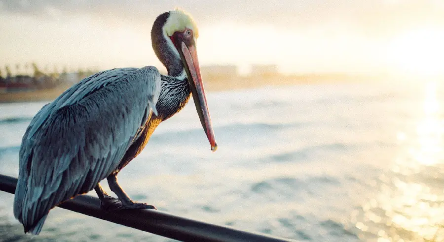 HD quality background of a gray pelican sitting on an iron rod in front of the sun