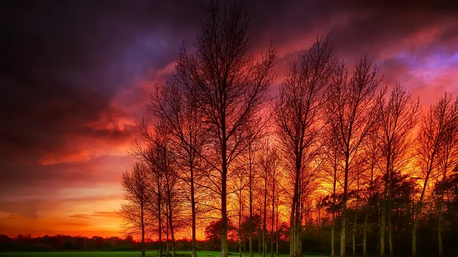  Eye-catching images of forest nature with tall young trees and an incredibly beautiful sunset view