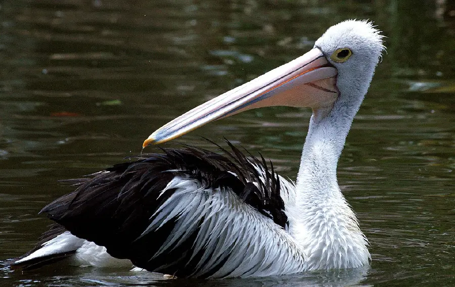 Cute top quality image of a pelican looking at its wings while swimming