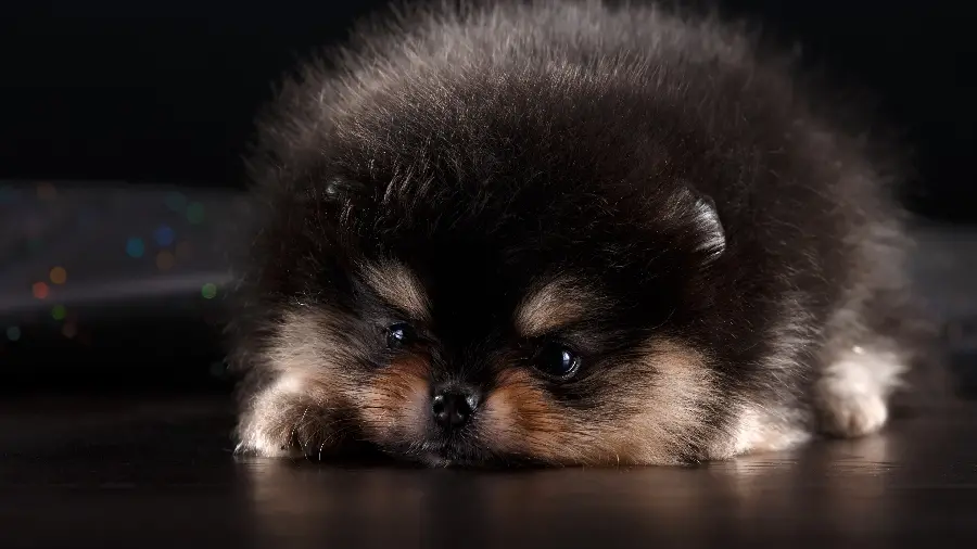 Download cute background of a cute little dog with 8K quality