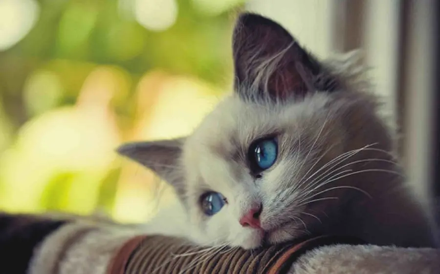 Download cute and sad cat photo for telegram profile 
