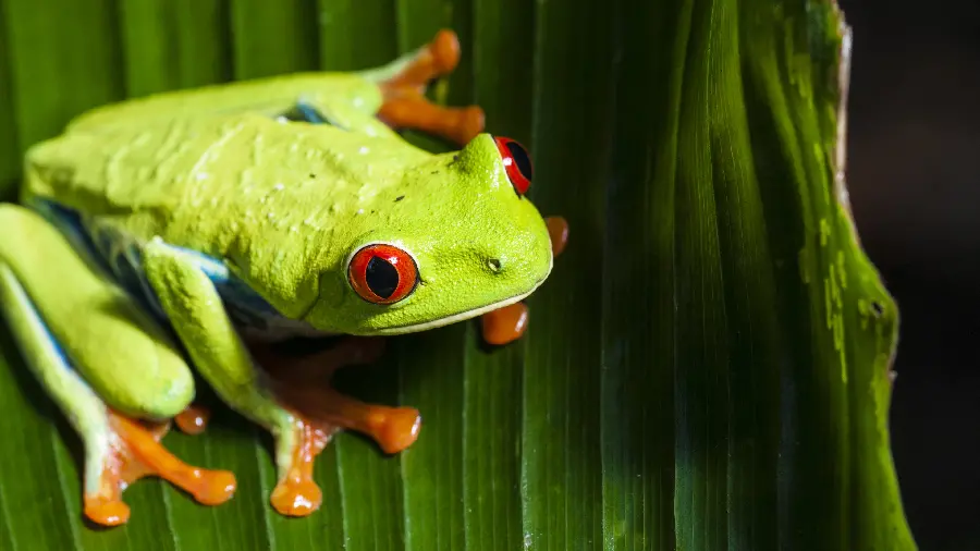 New Wallpaper of Green Frog on a Leaf for Windows 12