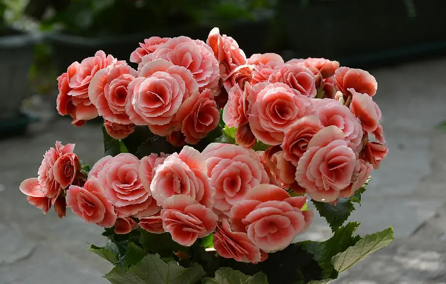 HD quality background of a beautiful flower pot for an apartment begonia