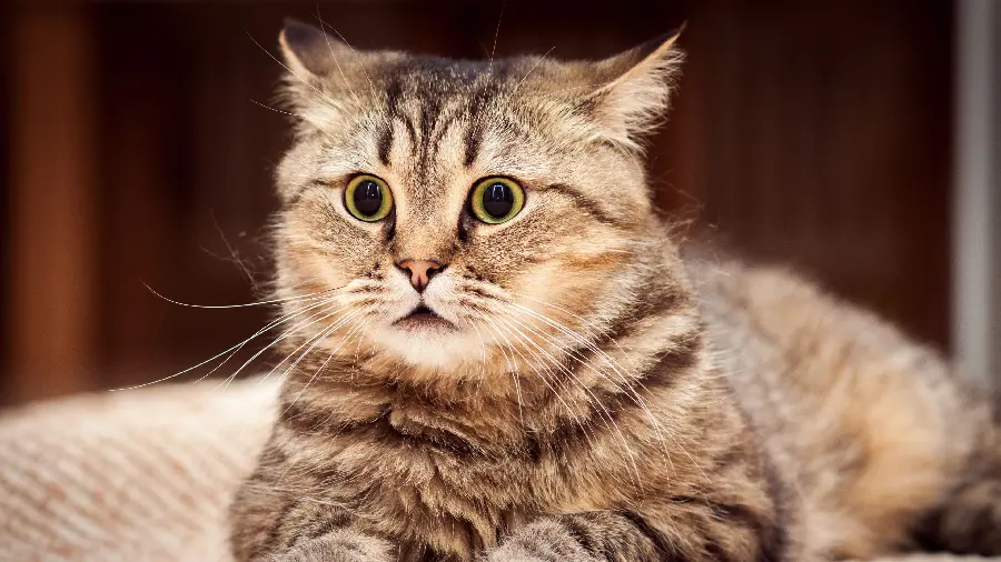 Cool photo of cute cat for Windows 10 and 11 background