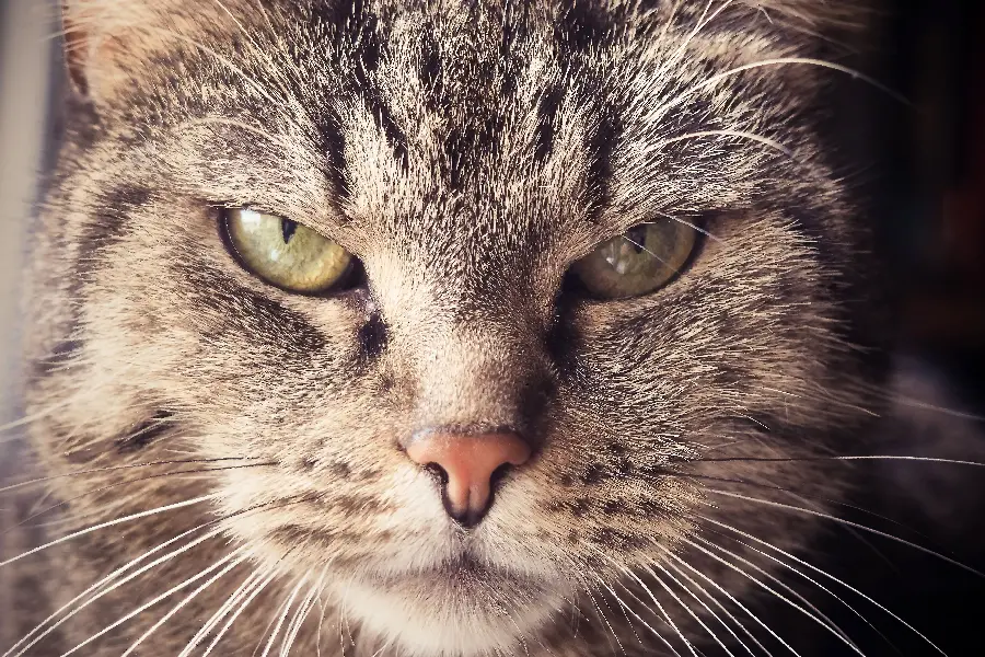 The highest quality attractive cat wallpaper with green eyes for desktop