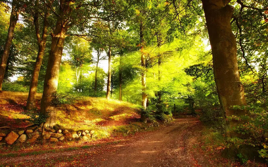 Exciting and beautiful background of a forest road suitable for tablets