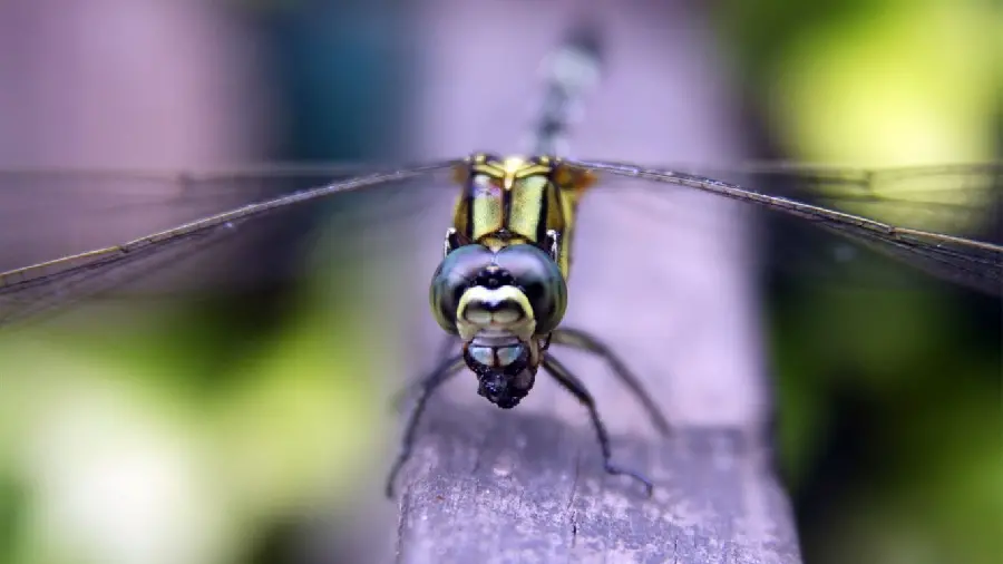 Very beautiful photo of a dragonfly insect in excellent quality
