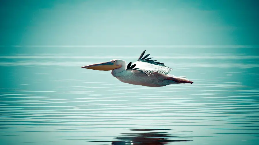 High-quality background of a pelican flying a short distance from the blue sea for the phone