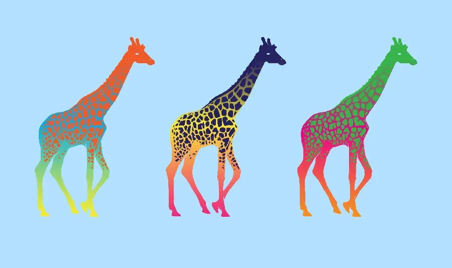 The latest digital image of three giraffes with strange and beautiful colors with a blue background for your desktop