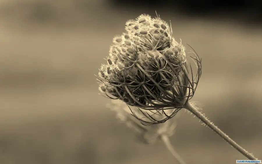 Lovely black and white background with interesting flower design
