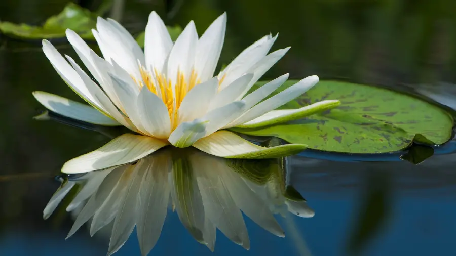 Beautiful blue lotus wallpaper with yellow sepals