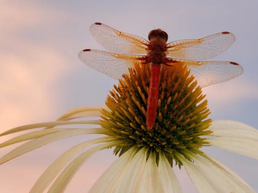 Dragonfly profile photo on flower