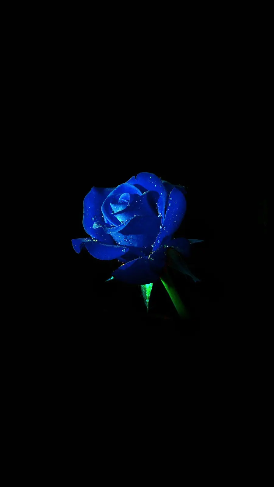 Special view of a blue rose with a black background for a profile