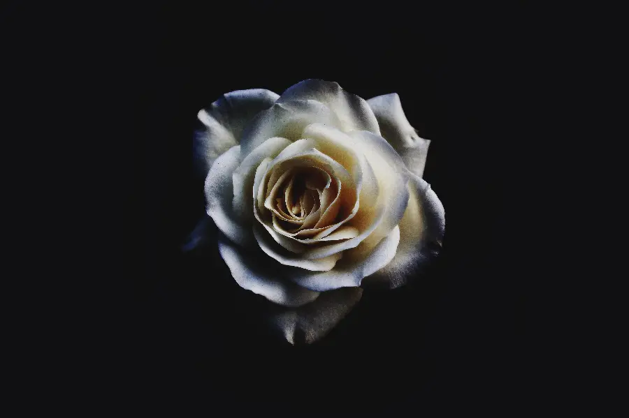 Download Wallpaper of a Faded Rose Enchanted on a Black Background