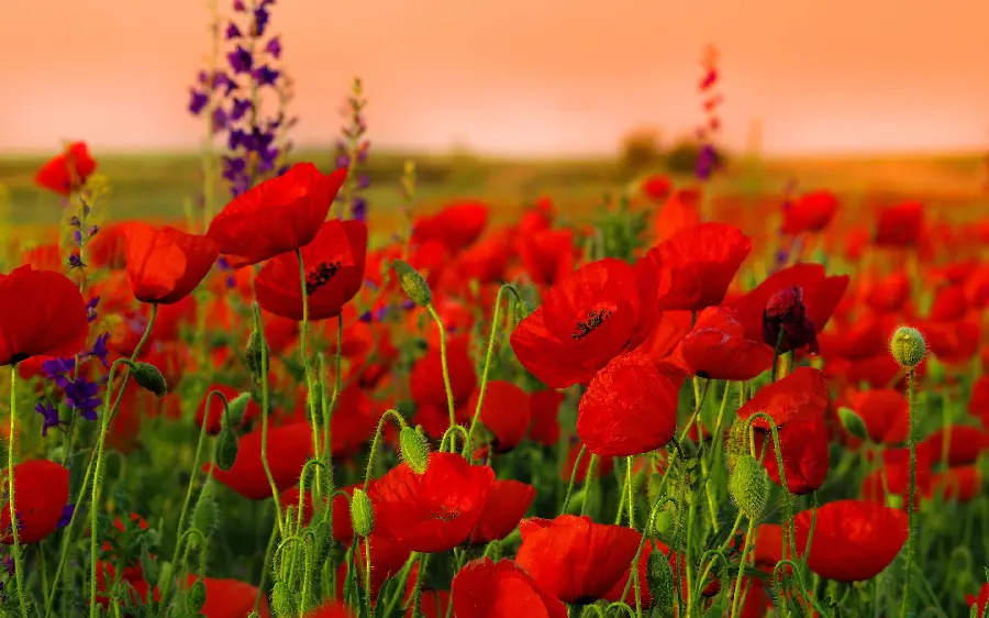 Download a cool iPhone background of wild red poppies and a colorful sky